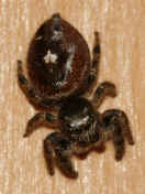 jumping spider 8-31-06 top view 3.jpg (174437 bytes)