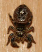 jumping spider 8-31-06 top view head in focus.jpg (136134 bytes)