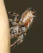 jumping spider 8-9-06 abdomen raised in air.jpg (112538 bytes)