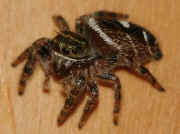 jumping spider 8-9-06 facing left.jpg (126627 bytes)