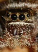 jumping spider 8-9-06 front view .jpg (116572 bytes)
