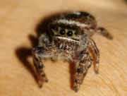 jumping spider 8-9-06 front view batch 1.jpg (121232 bytes)