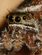 jumping spider 8-9-06 front view slightly tilted.jpg (141519 bytes)