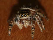 jumping spider 8-9-06 front view wood looks darker.jpg (131984 bytes)