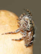 jumping spider 8-9-06 legs moving around.jpg (133826 bytes)