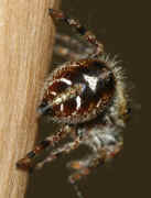 jumping spider 8-9-06 showing off abdomen.jpg (132204 bytes)