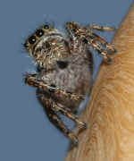 jumping spider 8-9-06 sky bkg.jpg (134908 bytes)