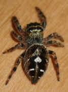 jumping spider 8-9-06 top view 3.jpg (130716 bytes)