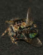 jumping spider 9-26-06 on black paper fly wing vertical.jpg (152958 bytes)