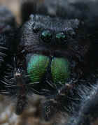 jumping spider best face cropped.jpg (129497 bytes)