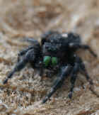 jumping spider best face.jpg (126642 bytes)