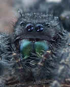 jumping spider from dad on stump good face 2 cropped.jpg (145418 bytes)