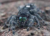 jumping spider from dad on stump good face 2.jpg (141366 bytes)