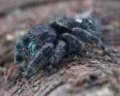 jumping spider from dad on stump side view.jpg (146069 bytes)