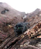 jumping spider from dad on stump slightly oof nice bkg 3.jpg (161020 bytes)