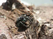 jumping spider from dad on stump slightly oof nice bkg.jpg (167676 bytes)