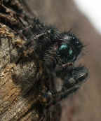 jumping spider from dad on stump tilted.jpg (140163 bytes)