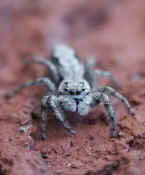 jumping spider front view cropped.jpg (140317 bytes)