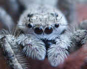 jumping spider front view cropped twice.jpg (138023 bytes)