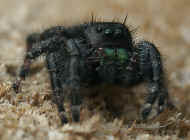 jumping spider front view looking right sharpened cropped.jpg (145122 bytes)