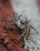 jumping spider front view tilted cropped.jpg (115202 bytes)