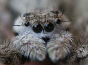 jumping spider front view tilted cropped twice.jpg (134355 bytes)