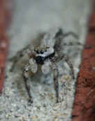 jumping spider front view turned slightly cropped.jpg (123034 bytes)