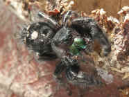 jumping spider on stump in sunlight.jpg (141523 bytes)