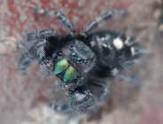jumping spider on stump looking up.jpg (137032 bytes)