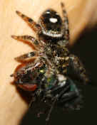 jumping spider with fly 9-6-06 heading down.jpg (138782 bytes)