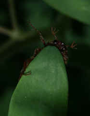 junebug behind leaf waving cropped.jpg (147636 bytes)