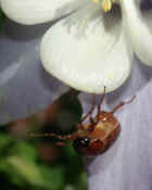 junebug falling from flower midair cropped.jpg (138204 bytes)