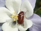 junebug in flower 2.jpg (119726 bytes)