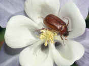 junebug in flower.jpg (116292 bytes)