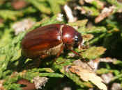 junebug in shrub cropped.jpg (161978 bytes)