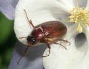 junebug leaving flower cropped.jpg (118930 bytes)