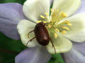 junebug on clematis flower.jpg (121411 bytes)