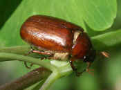 junebug on clematis stem 2 cropped.jpg (139415 bytes)