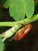 junebug on clematis stem upside down cropped.jpg (121642 bytes)