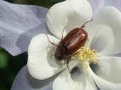 junebug on flower back view.jpg (111128 bytes)