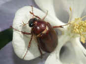 junebug on flower top view cropped.jpg (112581 bytes)