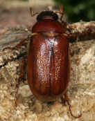 junebug on wood cropped.jpg (153440 bytes)