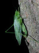 katydid climbing up tree almost full view 2.jpg (127841 bytes)