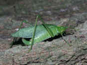 katydid climbing up tree almost full view.jpg (140634 bytes)