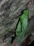 katydid climbing up tree head in focus.jpg (138215 bytes)