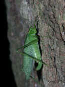 katydid climbing up tree hind leg cut off 2.jpg (135012 bytes)