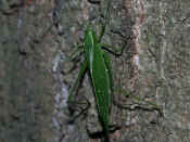 katydid climbing up tree.jpg (164228 bytes)