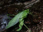 katydid climbing up tree spider web in bkg 2.jpg (137479 bytes)