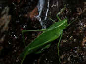 katydid climbing up tree spider web in bkg.jpg (130184 bytes)