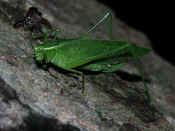 katydid climbing up tree with millipede.jpg (145891 bytes)